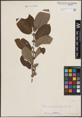 Foto von Salix cinerea L.